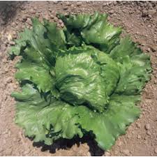 LATTUGA A CAPPUCCIO REGINA D'ESTATE DI SARNO NR.2000 SEMI